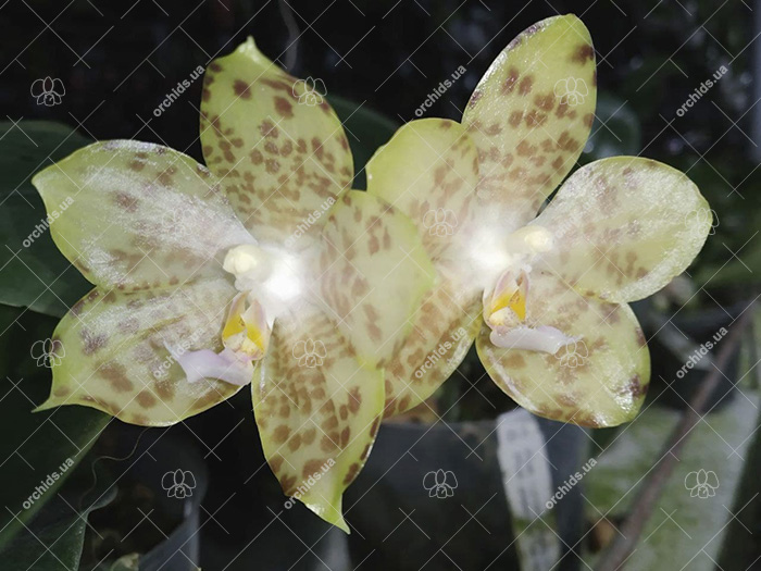 Phalaenopsis Lyndon Waltz x gigantea alba 'Tai Wei'.jpg