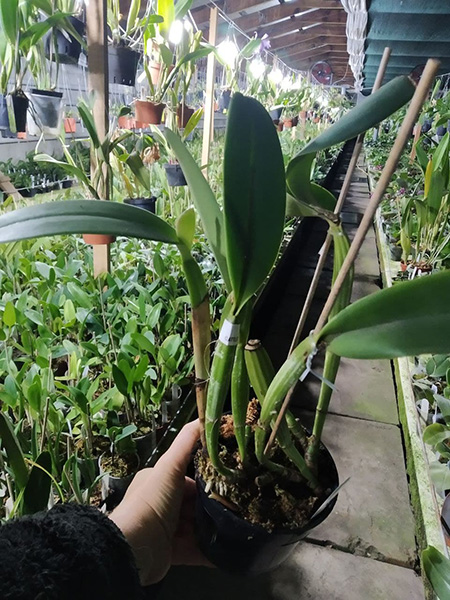 Cattleya lueddemanniana tipo (Clarines x Maruja) x pincelada.jpg