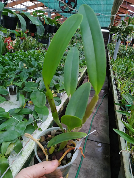 Laeliocattleya Summerland Girl 'Orchidglade' x Schomburgkia schultzei 'Old Sherry'.jpg