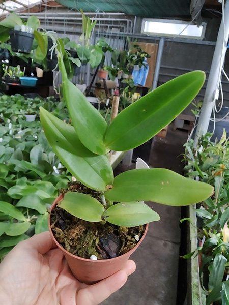 Cattleya Leoloddiglossa 'Speckled Blue' 3279 x Pittiae 'SVO Blue Spots' 2662.jpg