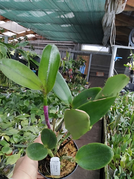 Cattleya Comets Tail.jpg