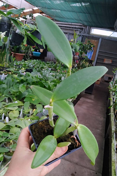 Cattleya Fascelis.jpg