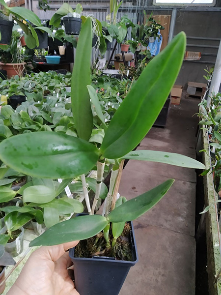 Cattleya Mark Jones 'SVO' x Cattleya velutina 'SVO 24'.jpg