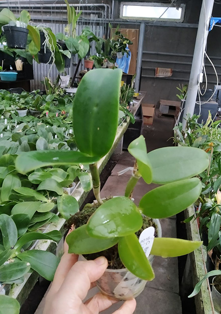 Cattleya Brabantiae.jpg