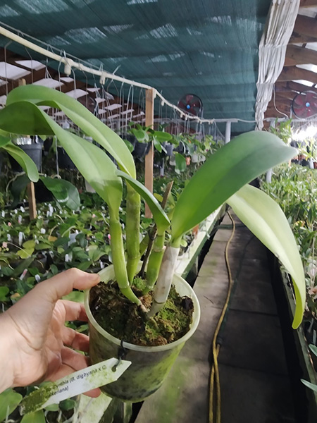 Brassocattleya Cynthia (Brassavola digbyana x Cattleya walkeriana).jpg