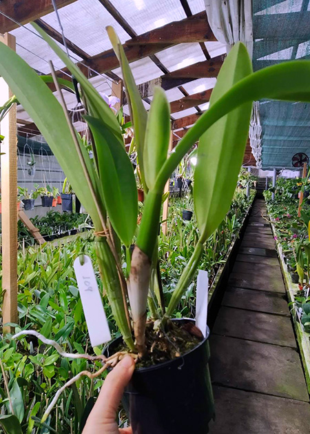 Cattleya trianae coerulea (Multiclone division).jpg