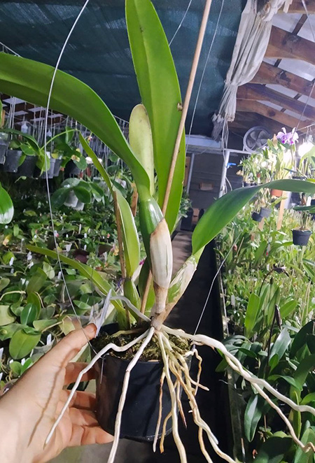 Cattleya trianae concolor 'Ocri 730' x concolor 'Zulu'.jpg