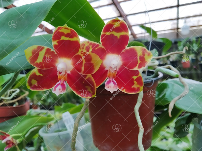 Phalaenopsis Joey 'Yu Fu' x Kung's Red Cherry 'Jon'.jpg
