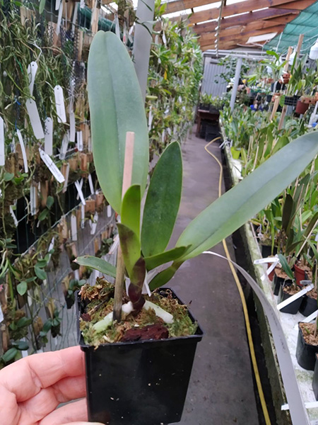 Laelia tenebrosa escura ('Tedesco' x 'Cacau').jpg