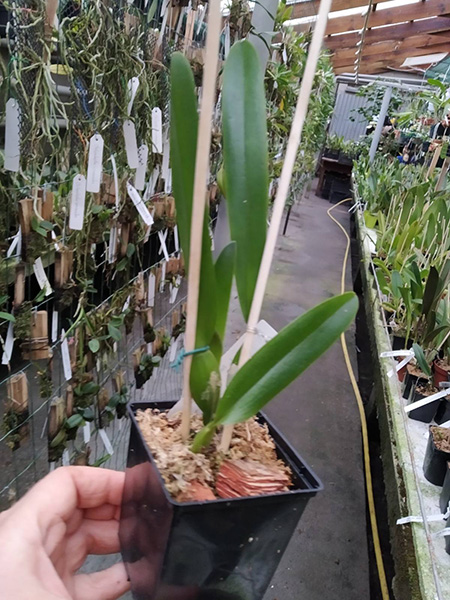 Laelia tenebrosa rubra x rubra DSC.jpg