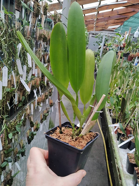 Laelia tenebrosa 'Surpresa' x SELF.jpg