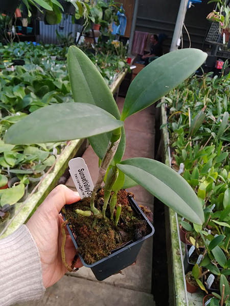 Cattleya Interglossa coerulea 'SVO Blue Splash' x Cattleya leopoldii coerulea 'Kathleen'.jpg