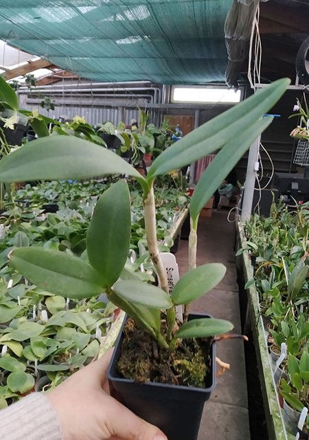 Cattleya Leoloddiglossa coerulea.jpg