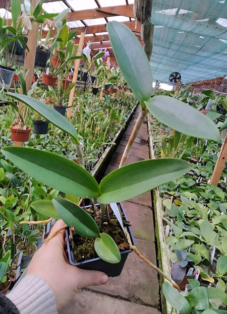 Cattleya leopoldii.jpg