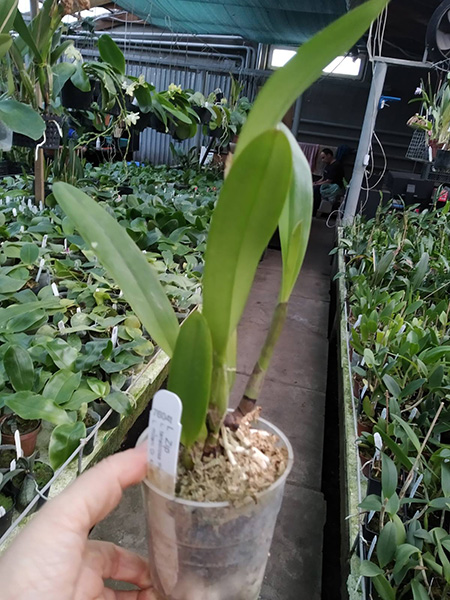 Laelia Zip.jpg
