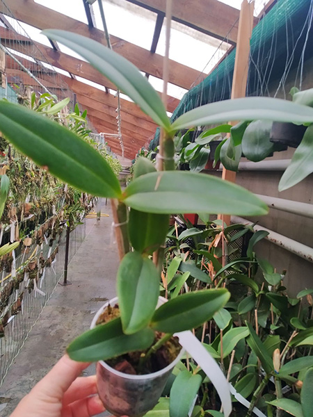 Cattleya amethystoglossa (flamea x flamea 'Cinco Estrelas').jpg