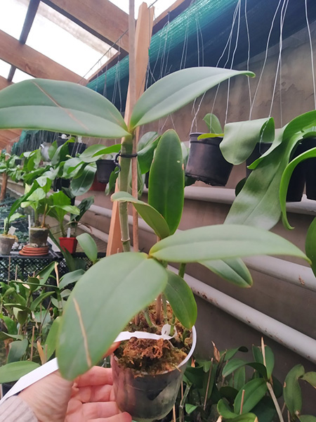 Cattleya amethystoglossa flamea ('Aquarela' x 'Respingo').jpg