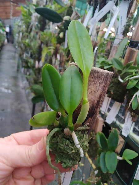 Laelia pumila alba.jpg