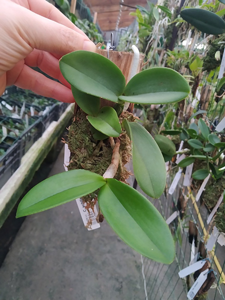 Cattleya schilleriana semi-alba.jpg