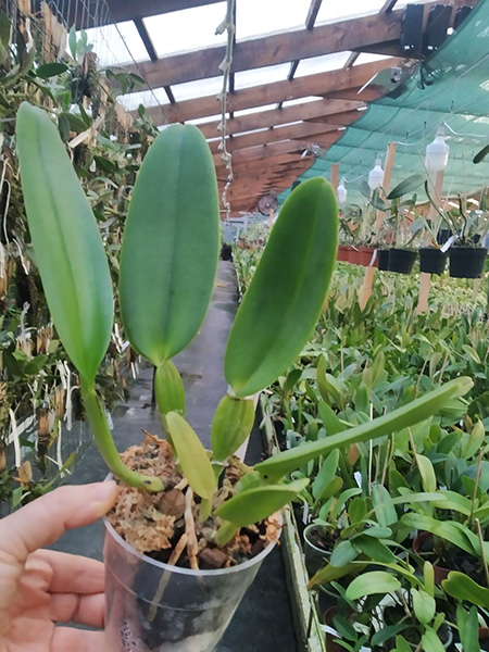 Cattleya warneri semi-alba 'Ave Maria' x semi-alba orlata 'Caliman'.jpg
