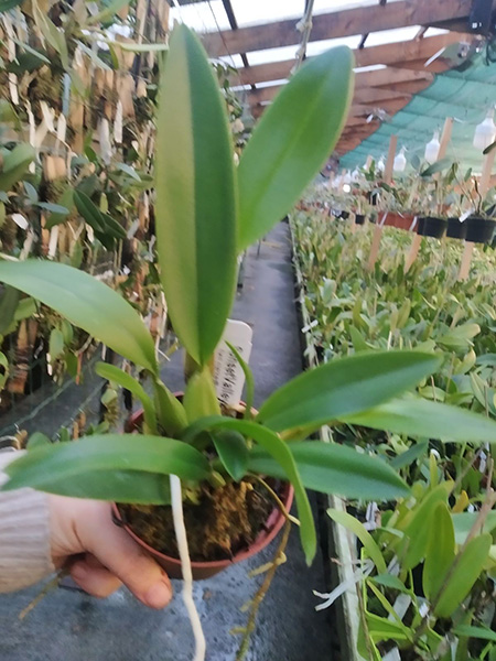 Laelia anceps alba 'Rochelle' x anceps 'Disciplinata'.jpg