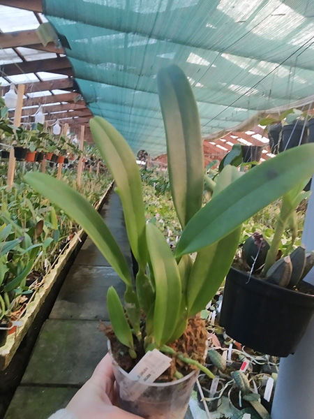 Cattleya warneri concolor 'Caliman' x warneri concolor 'AWZ'.jpg