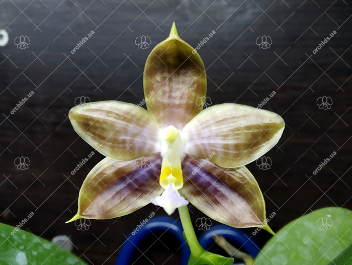 Phalaenopsis Tzu Chiang Tetralitz x Mituo Reflex Dragon.jpg