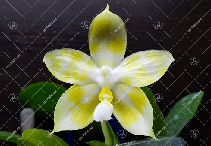 Phalaenopsis Tzu Chiang Tetralitz x Mituo Reflex Dragon.jpg