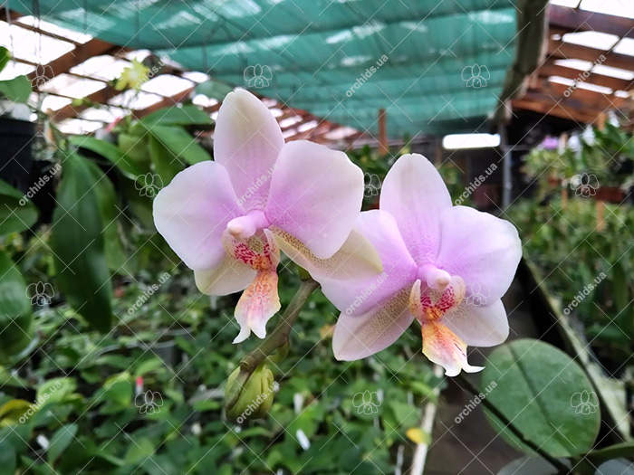 Phalaenopsis Joy Spring Venus x Philishill.jpg