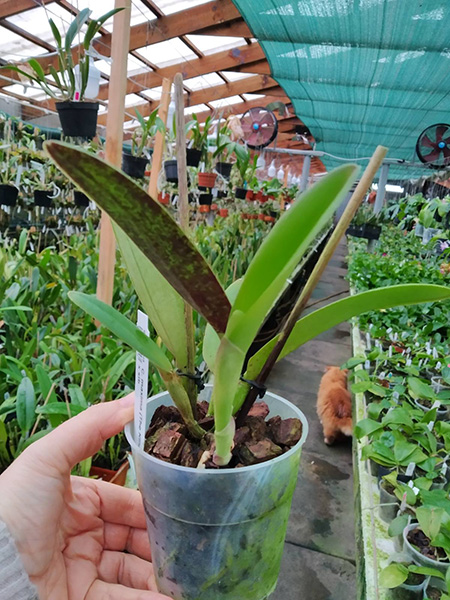 Cattleya maxima (The King x Hirooka) x sib.jpg