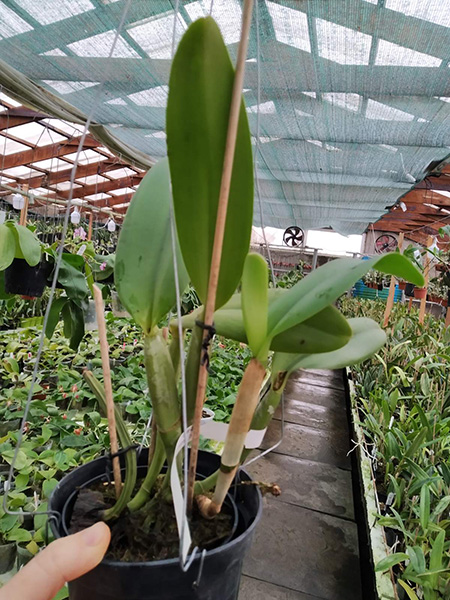 Cattleya lueddemanniana coerulea 'Pedra Azul' XXX x Cattleya lueddemanniana coerulea 'Caribe'.jpg