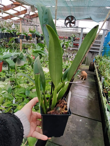 Cattleya lueddemanniana coerulea 'Olimpia' x self.jpg