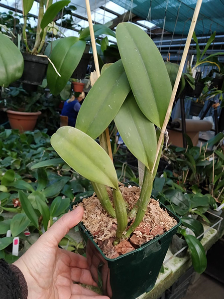 Cattleya lueddemanniana 'Negrita' x Cattleya lueddemanniana 'Dark'.jpg