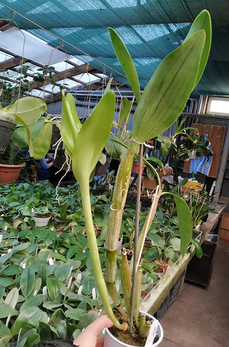 Dendrobium spectabile.jpg