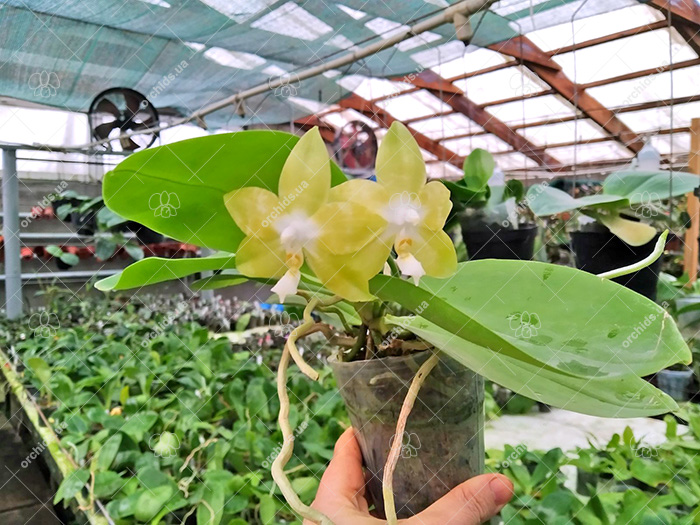 Phalaenopsis Yaphon 'Yellow Story' x Nobby's 'Doctor Chu'.jpg