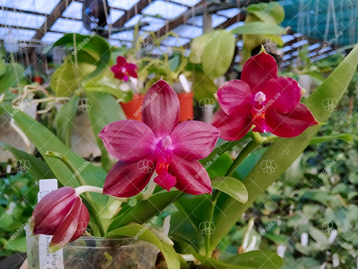 Phalaenopsis Kingfisher's Kaiulani Passion 'LD-Red' x Mituo Ambo 'Mituo #1'.jpg