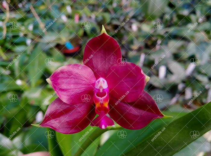 Phalaenopsis Kingfisher's Kaiulani Passion 'LD-Red' x Mituo Ambo 'Mituo #1'.jpg