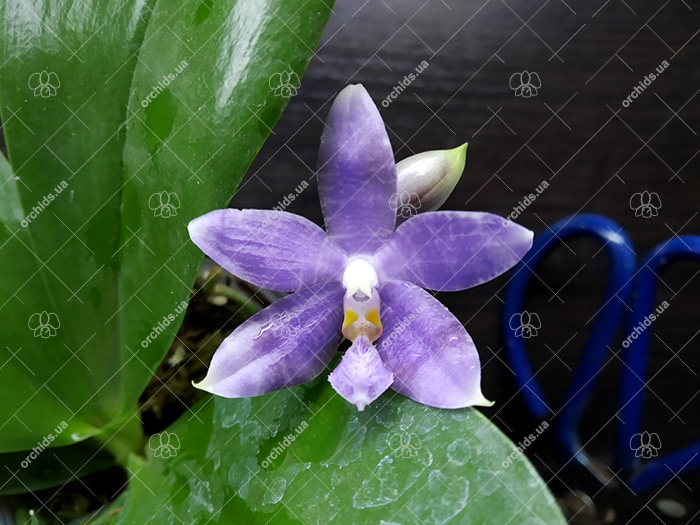Phalaenopsis (YangYang Blue Liuli x lueddemanniana coerulea).jpg