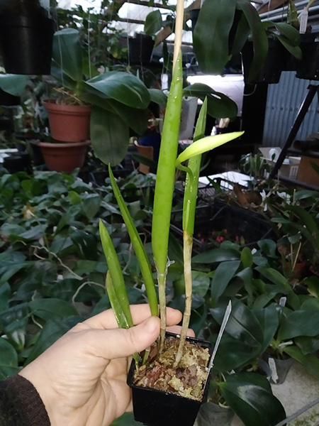 Brassavola tuberculata x Cattleya harrisoniana 'Caliman'.jpg
