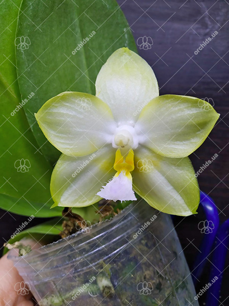 Phalaenopsis (Chang Maw Jade x Yaphon Lover).jpg