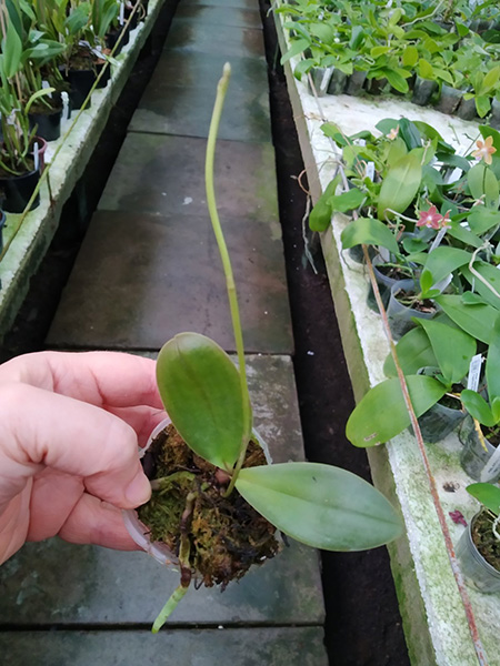 Phalaenopsis stuartiana yellow strain x Cassandra.jpg