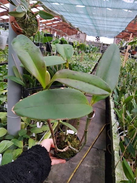 Cattleya schofieldiana ('GU' x 'Caioaba').jpg