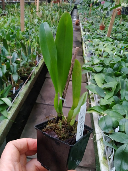 Cattleya mossiae semi-alba x self (KP17).jpg