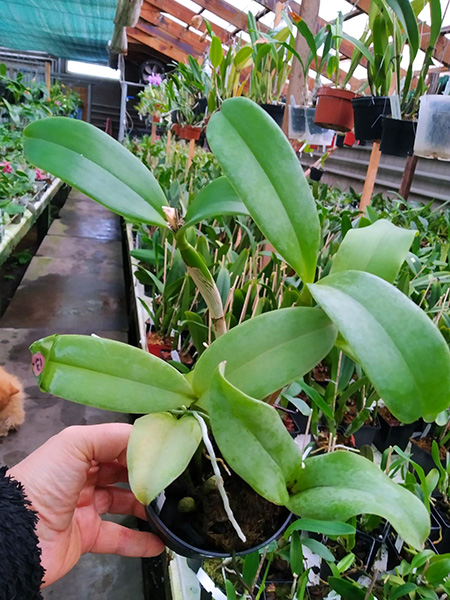 Cattleya violacea semi-alba x sib.jpg