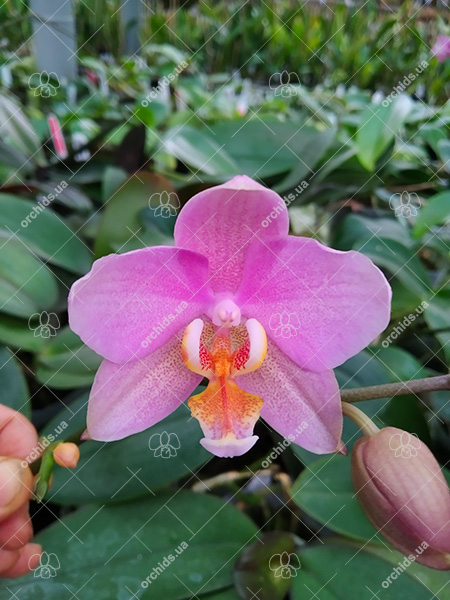 Phalaenopsis Joy Spring Venus x Philishill.jpg