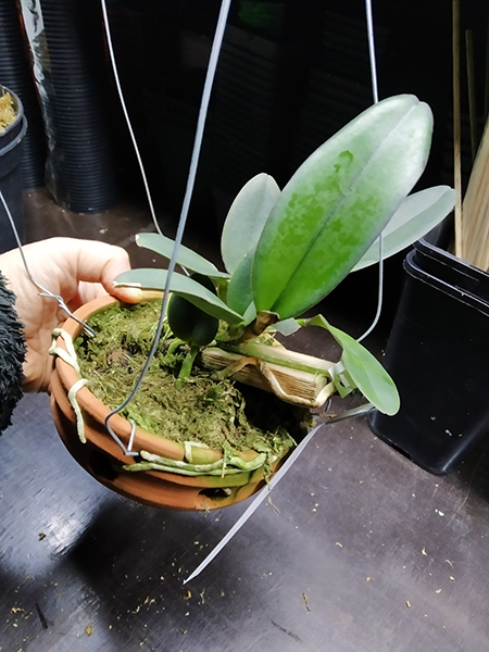 Cattleya schilleriana 'Zaslawski' x 'Surpresa'.jpg