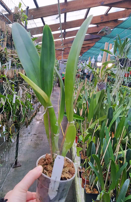 Laelia purpurata russelliana.jpg