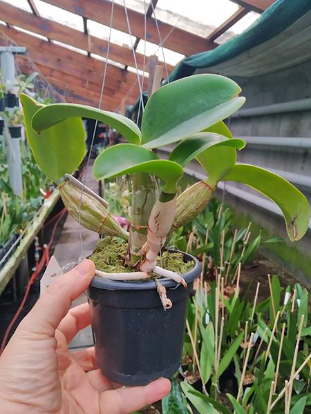 Cattleya nobilior 'DRW' x 'Kaue'.jpg