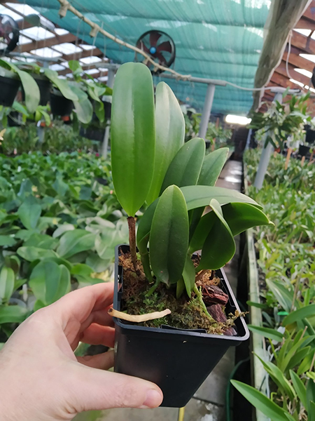 Brassolaeliocattleya Keowee 'VI Galaxy'.jpg