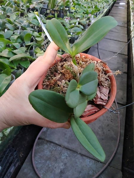 Cattleya schilleriana rubra (Silvana x Caliman).jpg